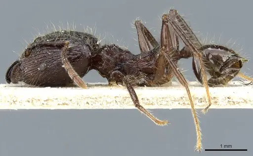 Pheidole modiglianii - CASENT0904264