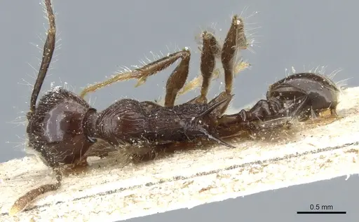 Pheidole modiglianii - CASENT0904265