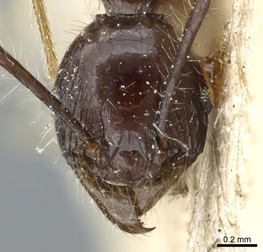 Pheidole modiglianii - CASENT0904265