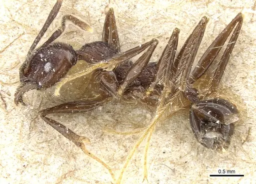 Pheidole modiglianii - CASENT0904265