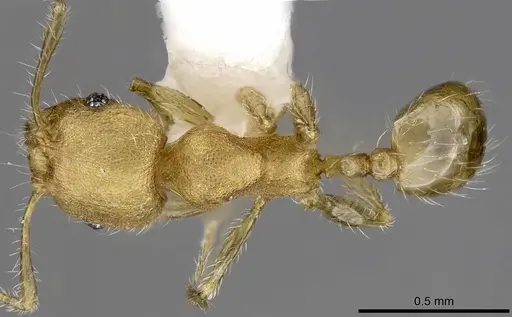 Pheidole moerens specimen