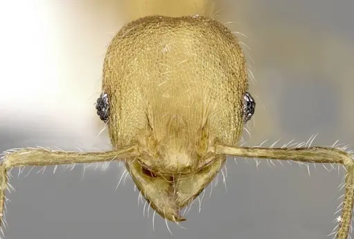 Pheidole moerens specimen