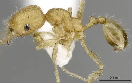 Pheidole moerens specimen