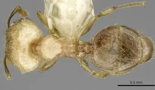 Pheidole moerens - ANTWEB1008490
