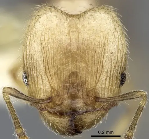 Pheidole moerens - ANTWEB1008490