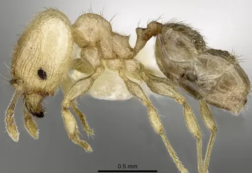 Pheidole moerens - ANTWEB1008490