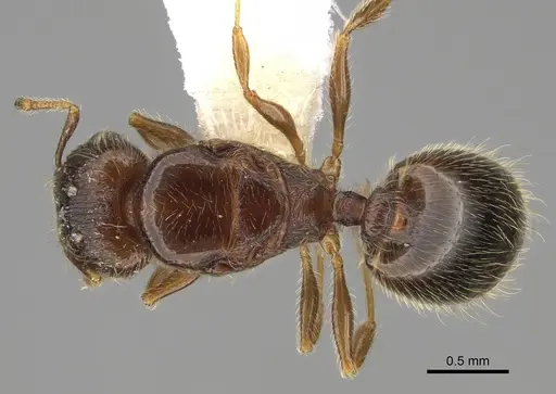 Pheidole moerens - CASENT0862460