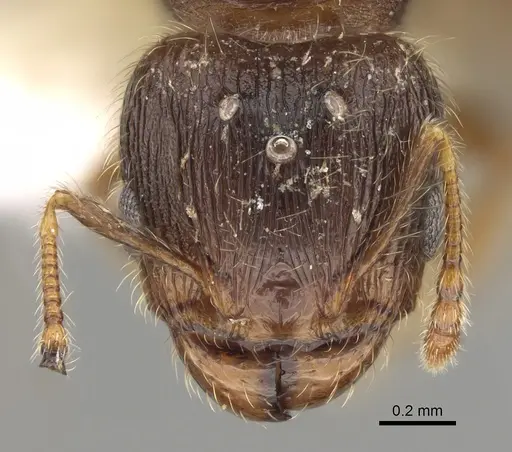 Pheidole moerens - CASENT0862460