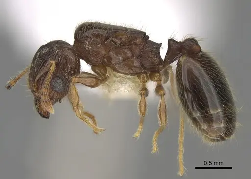 Pheidole moerens - CASENT0862460