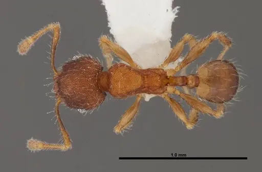 Pheidole moerens - FMNHINS0000078506