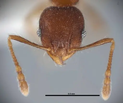 Pheidole moerens - FMNHINS0000078506