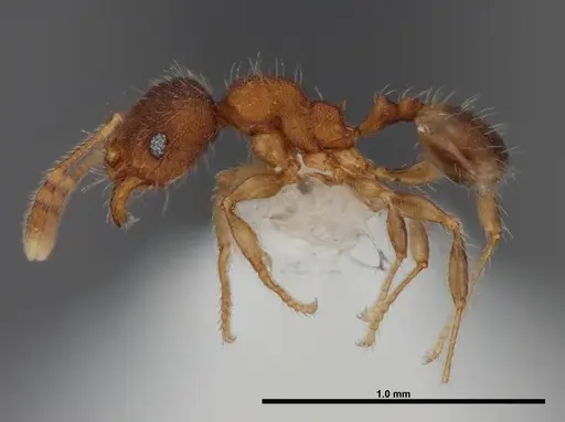 Pheidole moerens - FMNHINS0000078506