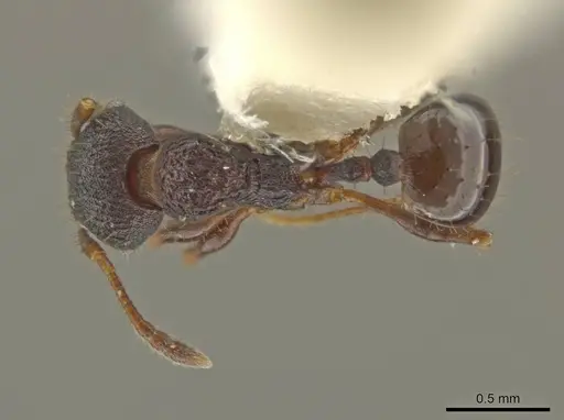 Pheidole monstrosa specimen