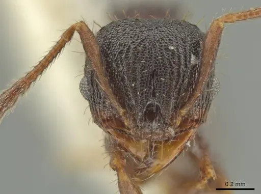 Pheidole monstrosa specimen