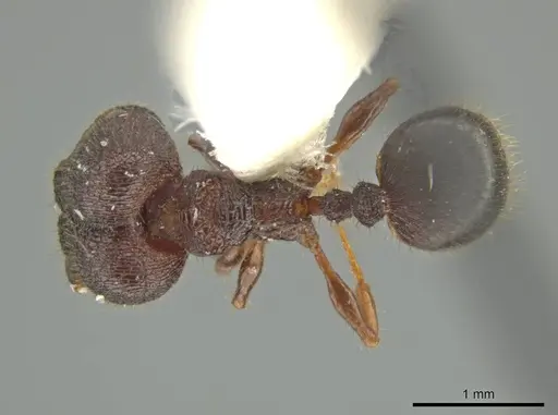Pheidole monstrosa - JTLC000016462