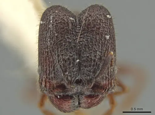Pheidole monstrosa - JTLC000016462