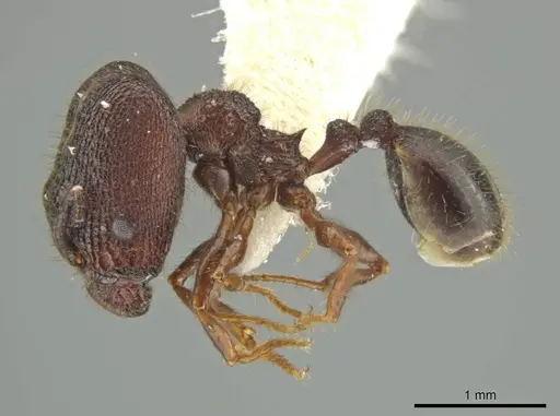 Pheidole monstrosa - JTLC000016462