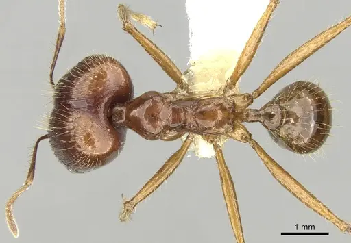 Pheidole montana specimen