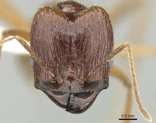 Pheidole montana specimen