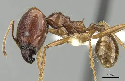Pheidole montana specimen