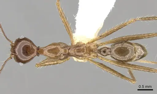 Pheidole montana - CASENT0281650