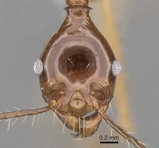 Pheidole montana - CASENT0281650