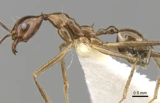 Pheidole montana - CASENT0281650