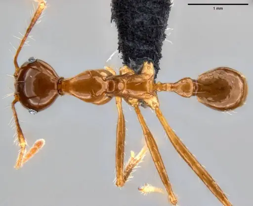 Pheidole montana - CASENT0282607