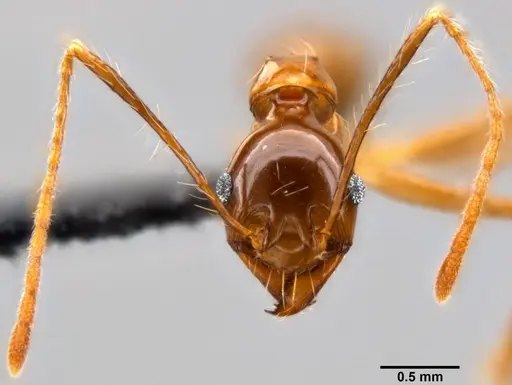 Pheidole montana - CASENT0282607
