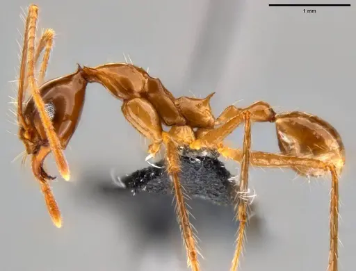 Pheidole montana - CASENT0282607