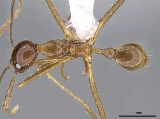 Pheidole montana - CASENT0922206