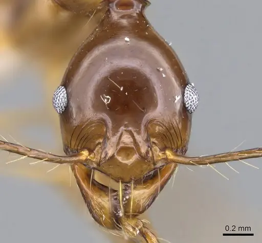 Pheidole montana - CASENT0922206