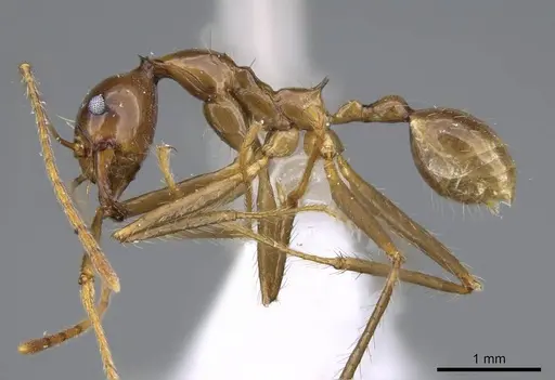 Pheidole montana - CASENT0922206