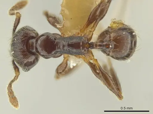 Pheidole monteverdensis specimen