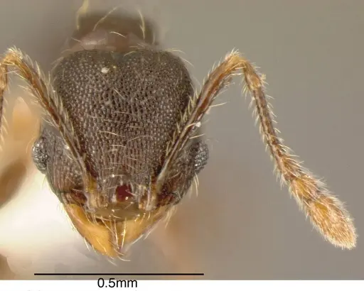 Pheidole monteverdensis specimen
