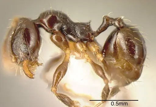 Pheidole monteverdensis specimen
