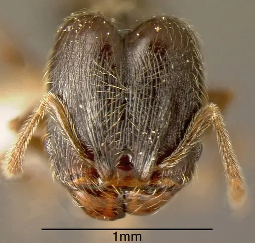 Pheidole monteverdensis - INBIOCRI002279752