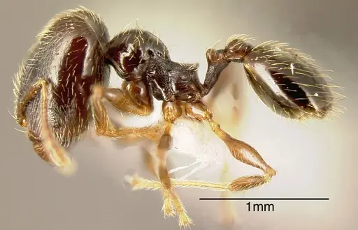 Pheidole monteverdensis - INBIOCRI002279752