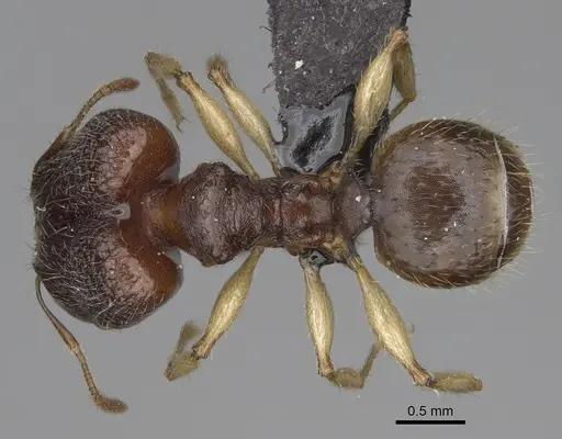Pheidole moramanaensis specimen