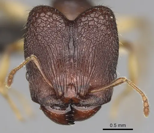 Pheidole moramanaensis specimen