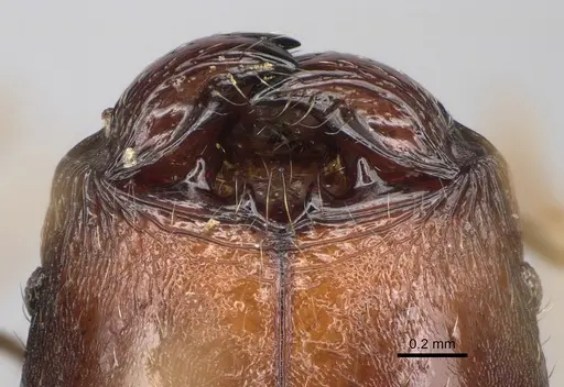 Pheidole moramanaensis specimen