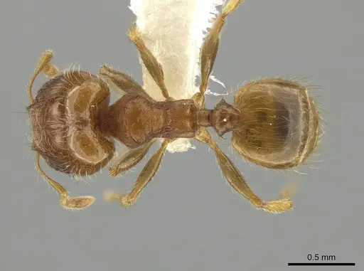 Pheidole morelosana specimen