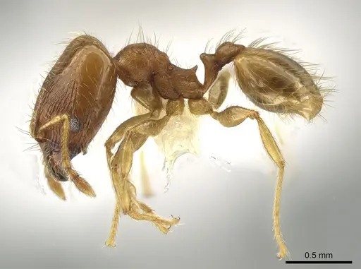 Pheidole morelosana specimen