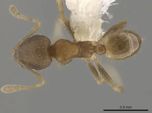Pheidole morelosana - CASENT0644587