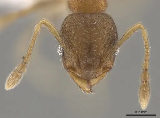 Pheidole morelosana - CASENT0644587