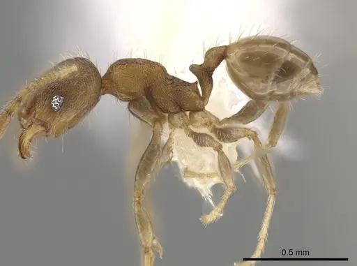 Pheidole morelosana - CASENT0644587