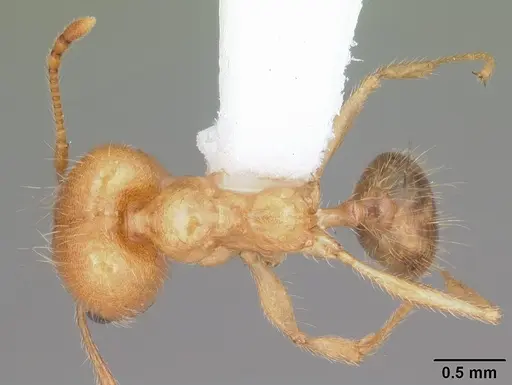 Pheidole morrisii specimen