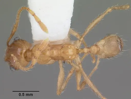 Pheidole morrisii - CASENT0104416