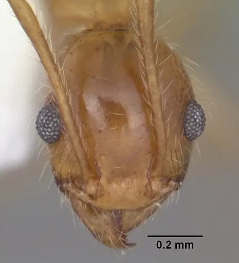 Pheidole morrisii - CASENT0104416
