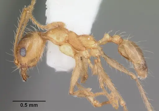 Pheidole morrisii - CASENT0104416